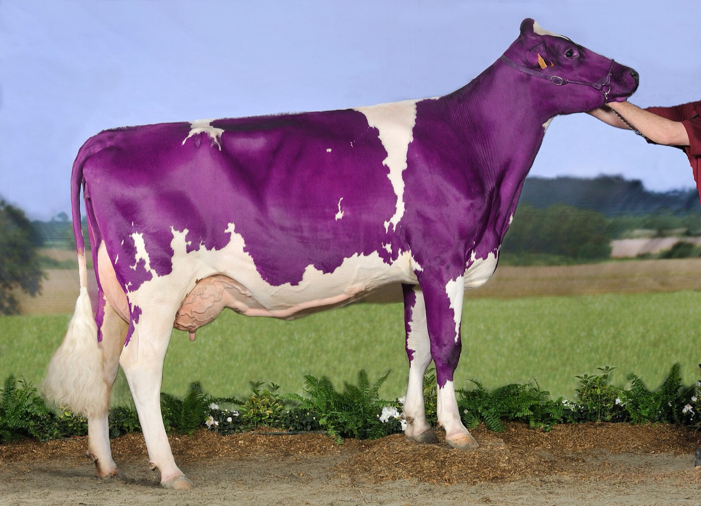Uma vaca leiteira inteiramente pintada de roxo, posando em frente a um pasto verde